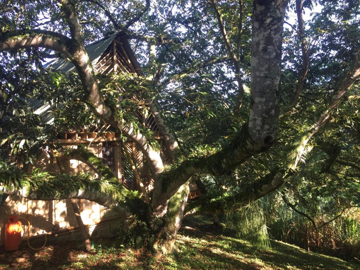 San Antonio del Tequendama Glamping El Arbol En La Casa 빌라 외부 사진