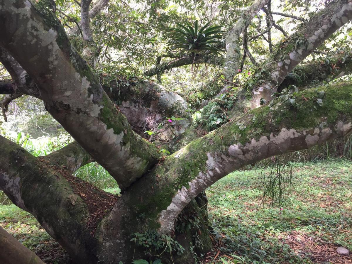 San Antonio del Tequendama Glamping El Arbol En La Casa 빌라 외부 사진