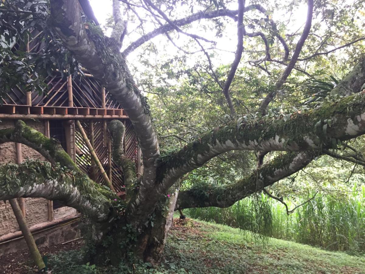 San Antonio del Tequendama Glamping El Arbol En La Casa 빌라 외부 사진